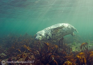 Grey seal pup.
Farne Islands.
D200 10.5mm.
Last one of... by Mark Thomas 